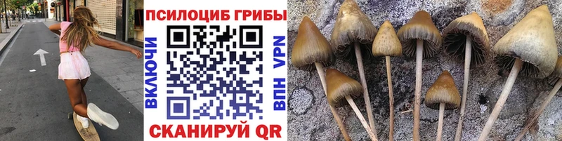 Псилоцибиновые грибы Psilocybe  даркнет сайт  Харабали 